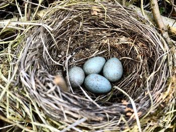 High angle view of eggs in nest