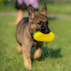 Close-up of a dog looking away