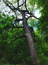 Low angle view of trees in forest