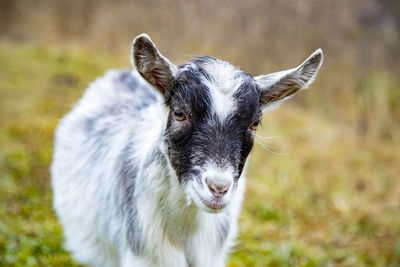 Cute goat cub looks at the camera. domestic mammal animal outdors