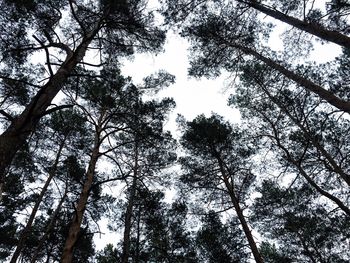 Low angle view of trees against sky