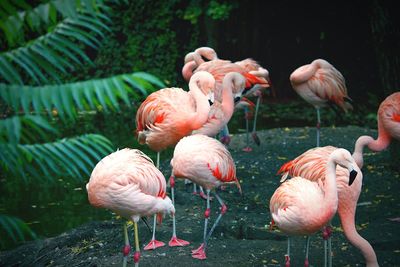 View of birds in lake