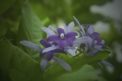 Close-up of purple flowers blooming outdoors