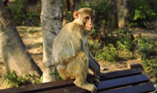 Monkey sitting on tree