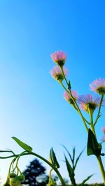 Low angle view of pink flowers against clear blue sky