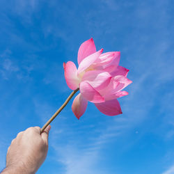 Close-up of hand holding pink flower against blue sky