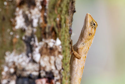 Close-up of a lizard on tree trunk