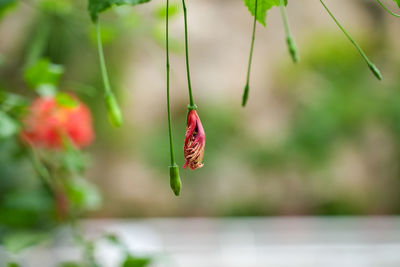 Close-up of red flower