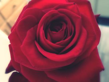 Close-up of red rose