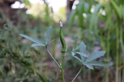 Close-up of leaves on plant