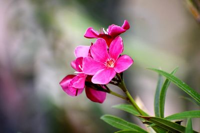 Close-up of pink flowering plant