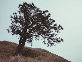 Low angle view of tree against sky