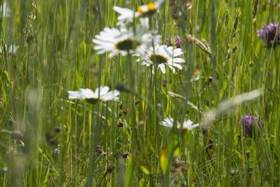 Close-up of white flowering plants on field