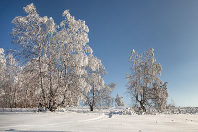 Trees on snow covered land against sky