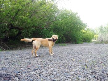 Dog on tree trunk