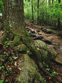 Trees in forest