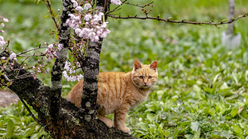 Portrait of a cat