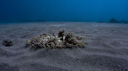 Sandy sea bottom at pagkilatan