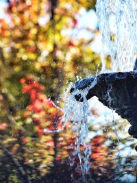 Close-up of water drop falling from tree