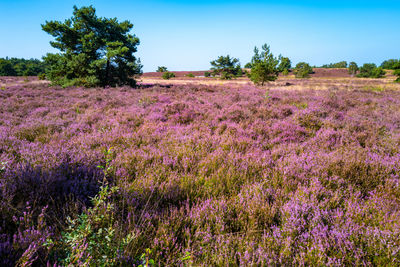 Scenic view of flowering plants on field against sky