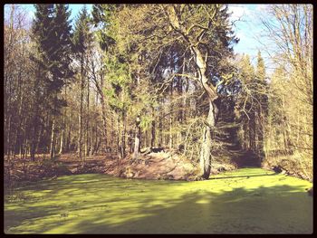 Footpath amidst trees