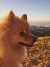 Close-up of dog against sky during sunset
