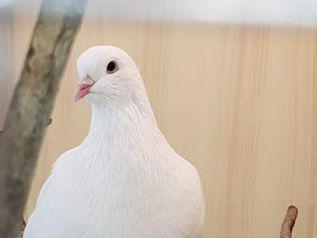 Close-up of a bird