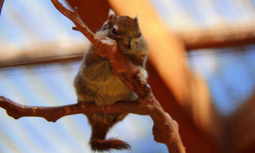 Low angle view of squirrel on a tree