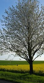 Scenic view of grassy field against sky