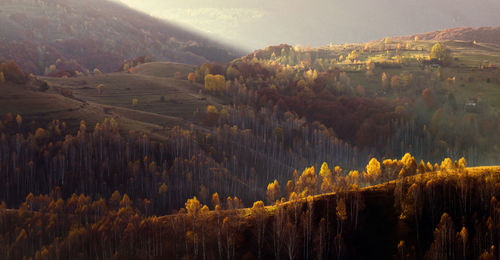 Panoramic shot of trees on field against sky