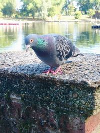 Close-up of pigeon perching on a lake