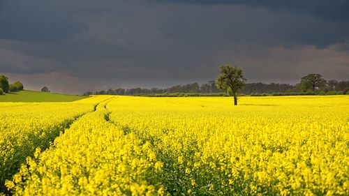 Scenic view of oilseed rape field against sky