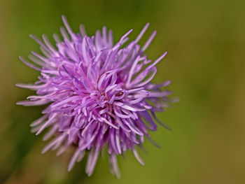 Close-up of pink flower