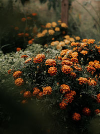 Close-up of orange flowering plant