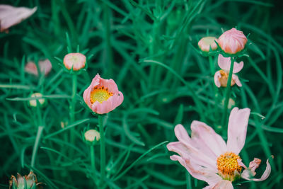 Close-up of orange flowering plant