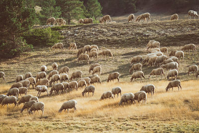 Sheep in a field