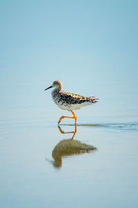 Ruff lifts foot walking through shallow lake
