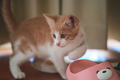 cat