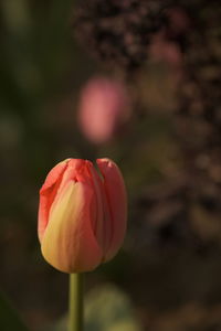 Close-up of red flower