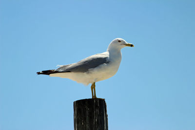 Low angle view of bird perching against clear sky