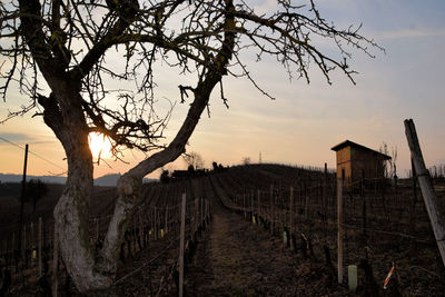 Bare trees on field against sky during sunset