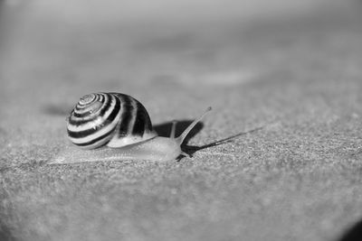 Close-up of snail