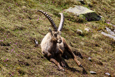 High angle view of deer on field