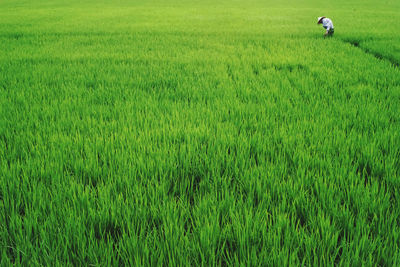 Scenic view of rice field