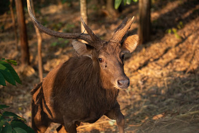 Deer in a forest