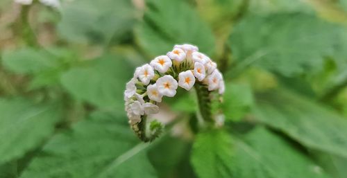 Close-up of white flowering plant
