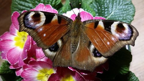 Close-up of butterfly pollinating on flower