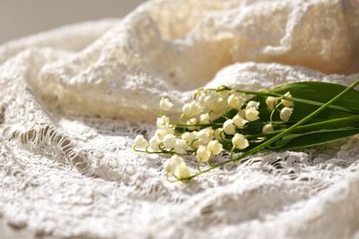 Close-up of white rose on leaves