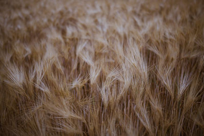 Full frame shot of corn field