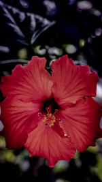 Close-up of red hibiscus flower